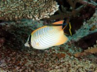 Chevroned Butterflyfish with cleaner fish